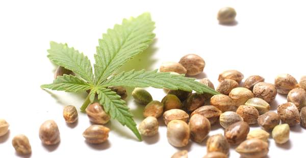 Uses of Cannabis Seeds