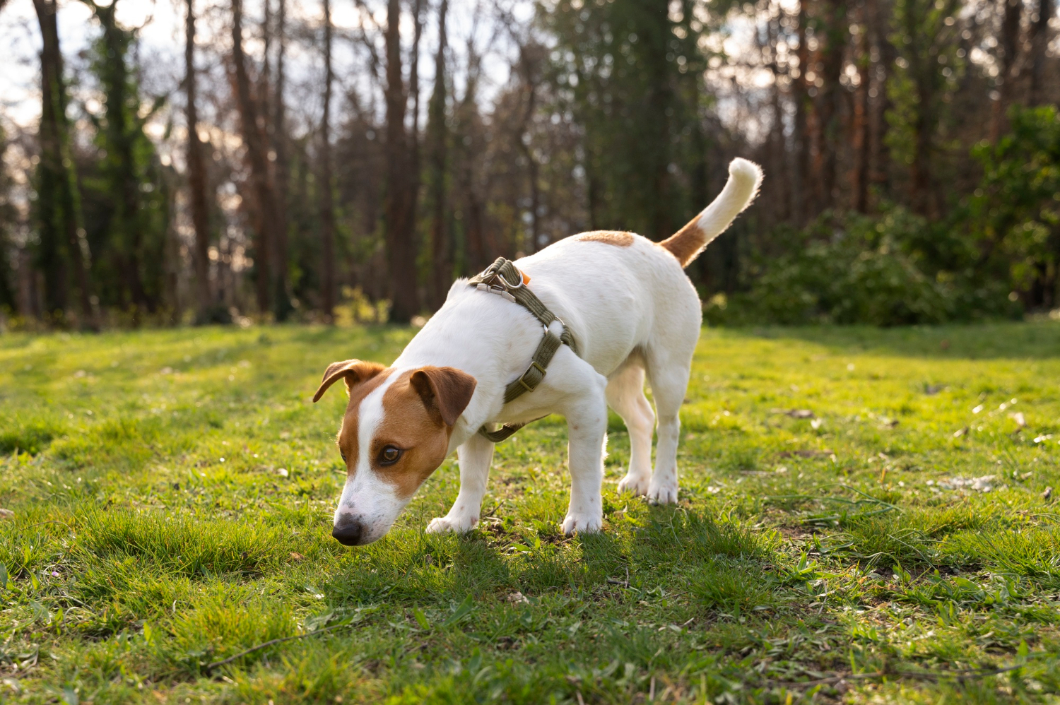 Tracking Tips Every Dog Owner Should Know